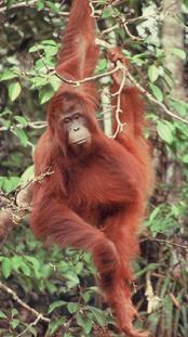 Orangutan Aid Hong Kong & Borneoo