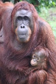 Orangutan Aid Hong Kong