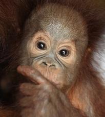 Orangutan Aid
