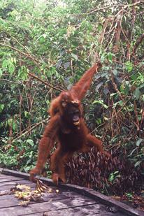 Orangutan Aid Hong Kong