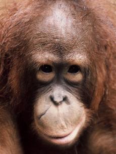 Orangutan Aid Hong Kong & Borneoo
