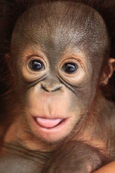orangutan Aid Borneo