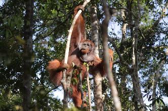 Orangutan Aid Hong Kong & Borneoo