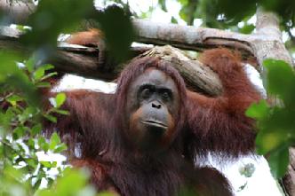 Orangutan Aid Borneo Hong Kong