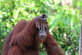 Orangutan Aid Borneo Hong Kong