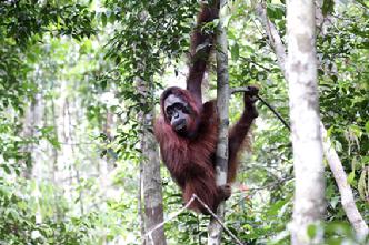 Orangutan Aid Hong Kong & Borneoo