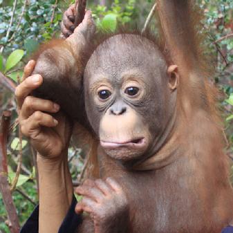 orangutan Aid Borneo