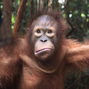 orangutan Aid Borneo