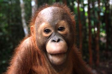 orangutan Aid Borneo