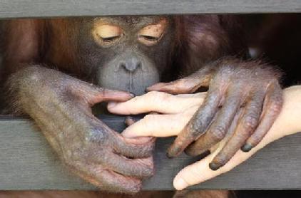 Orangutan Aid