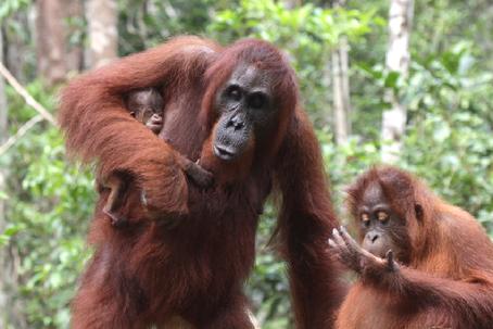 Orangutan Photo tours Borneo