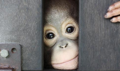 orangutan aid hong kong