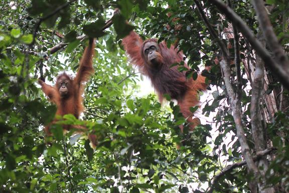 orangutan Photo tours Borneo