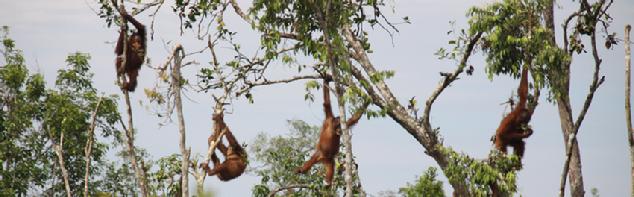 Orangutan Aid