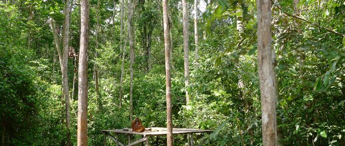 Orangutan Photo tours Borneo